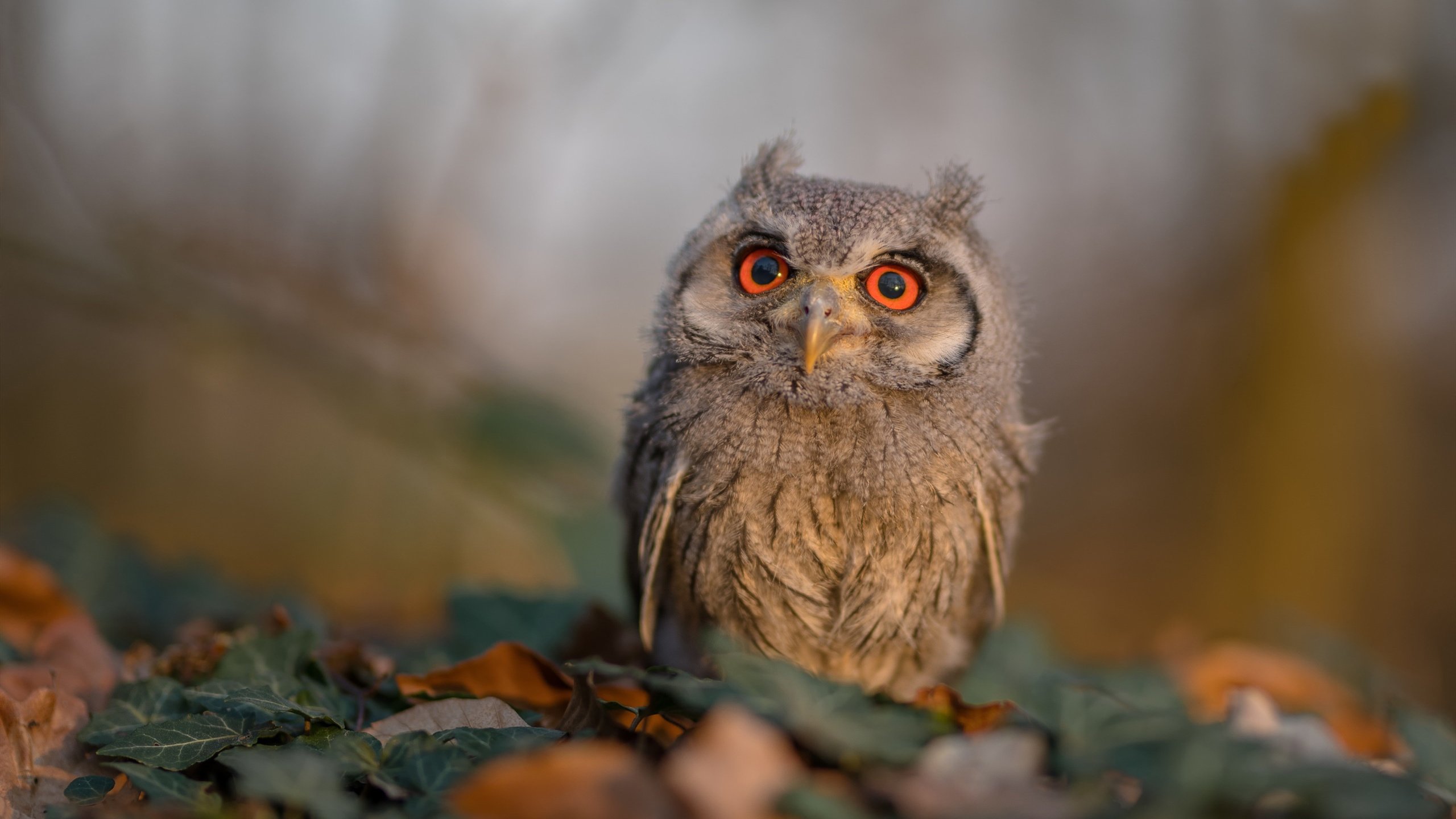 青少年篮球“未来领跑者”训练营在南京揭幕，未来篮球公园南京