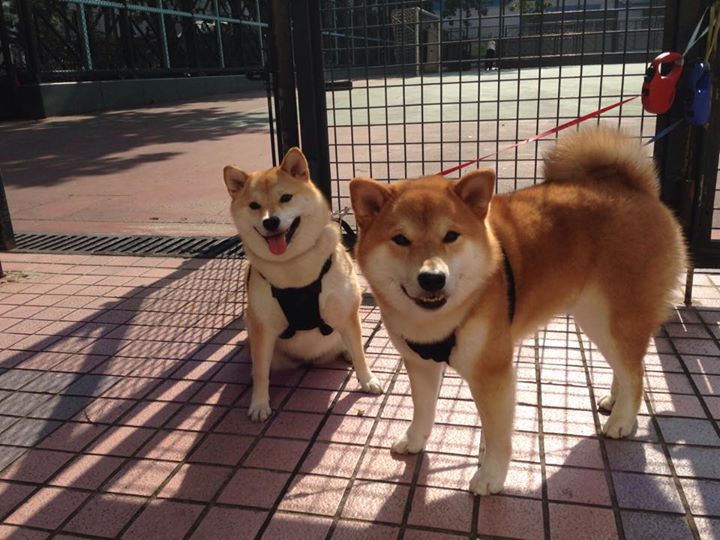 爱游戏娱乐-CBA球队比赛战术执行力提升，cba球队比赛战术执行力提升方法