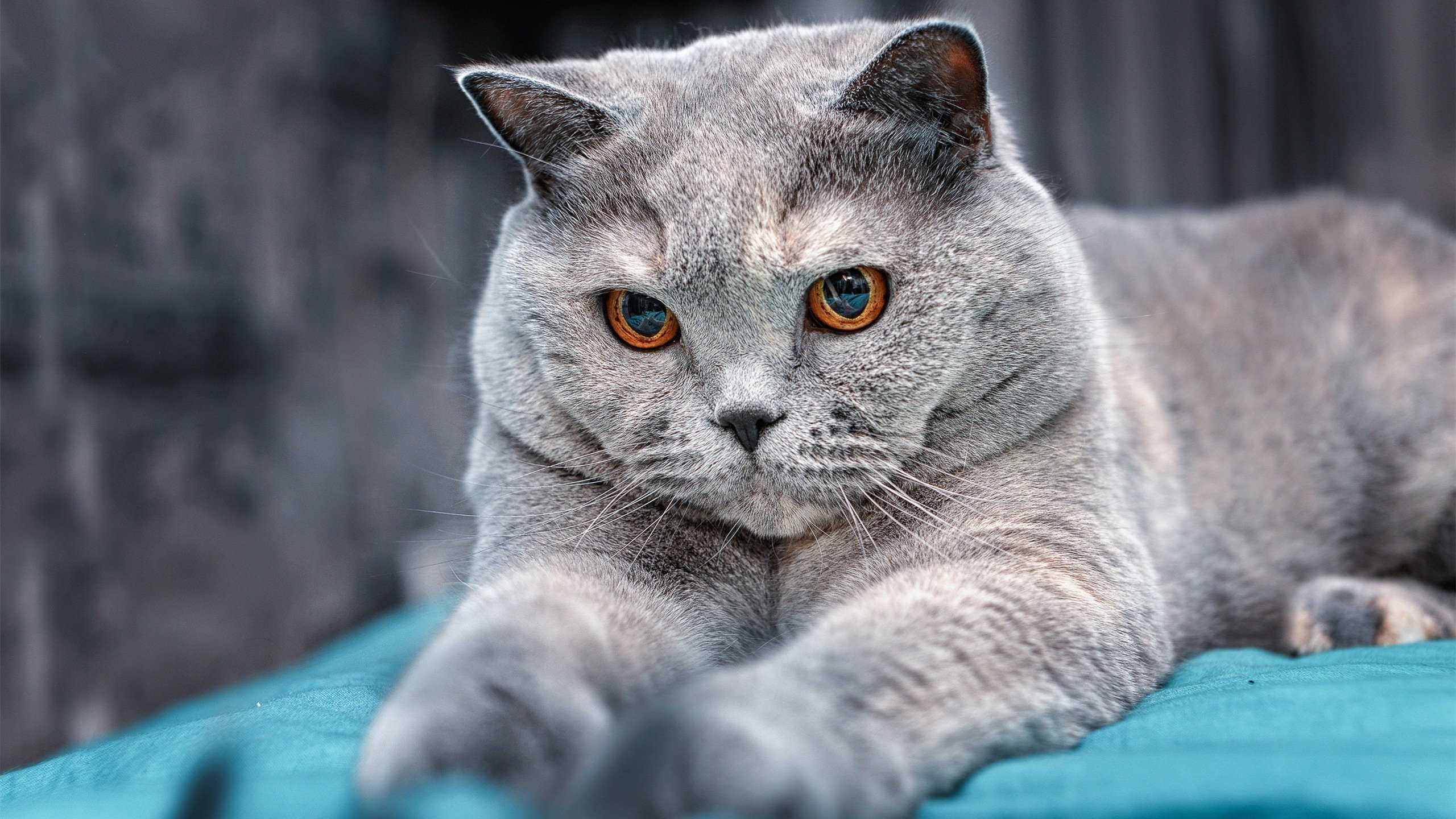 RNG教练团队赛季中期调整,rng最新教练