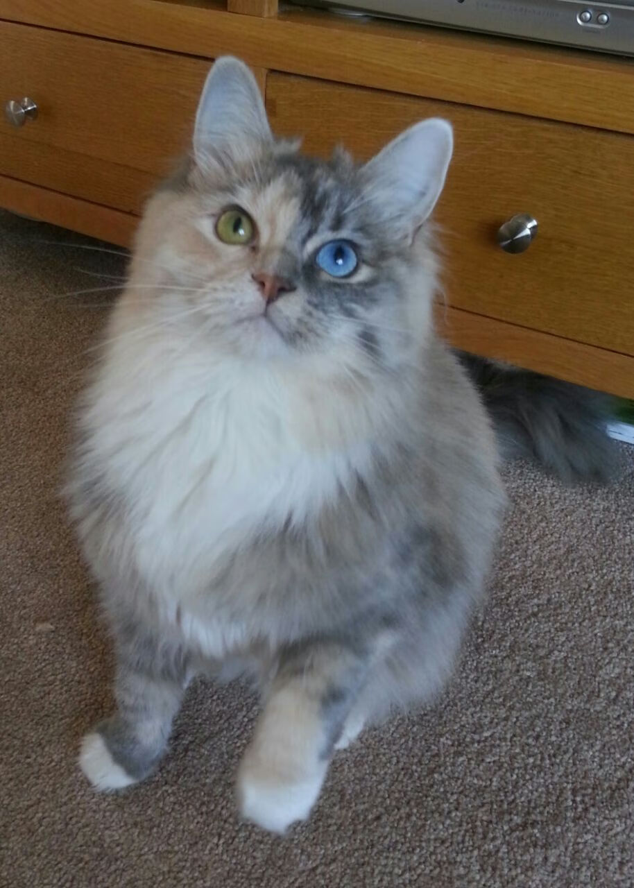 TL战术风格大变革,lbt战术