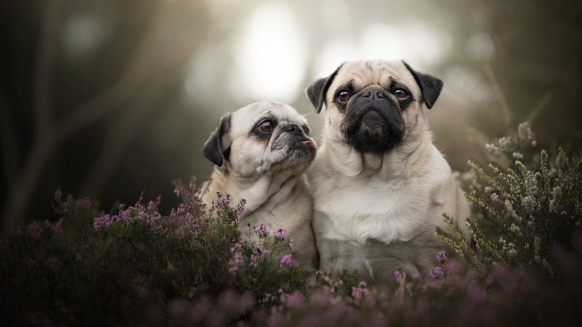 全场田径百米飞人大战成焦点,百米飞人比赛