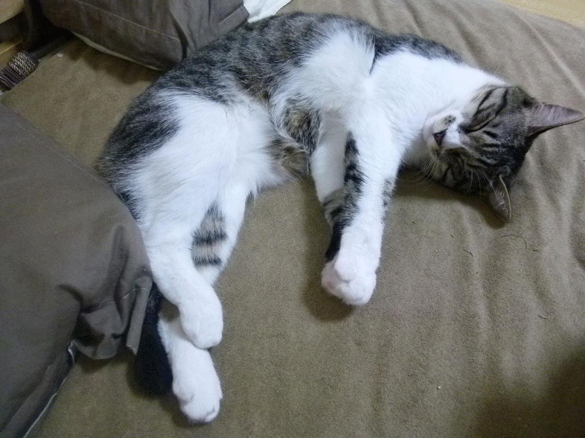 切尔西女足主场球迷互动活动,切尔西女足主场球迷互动活动视频