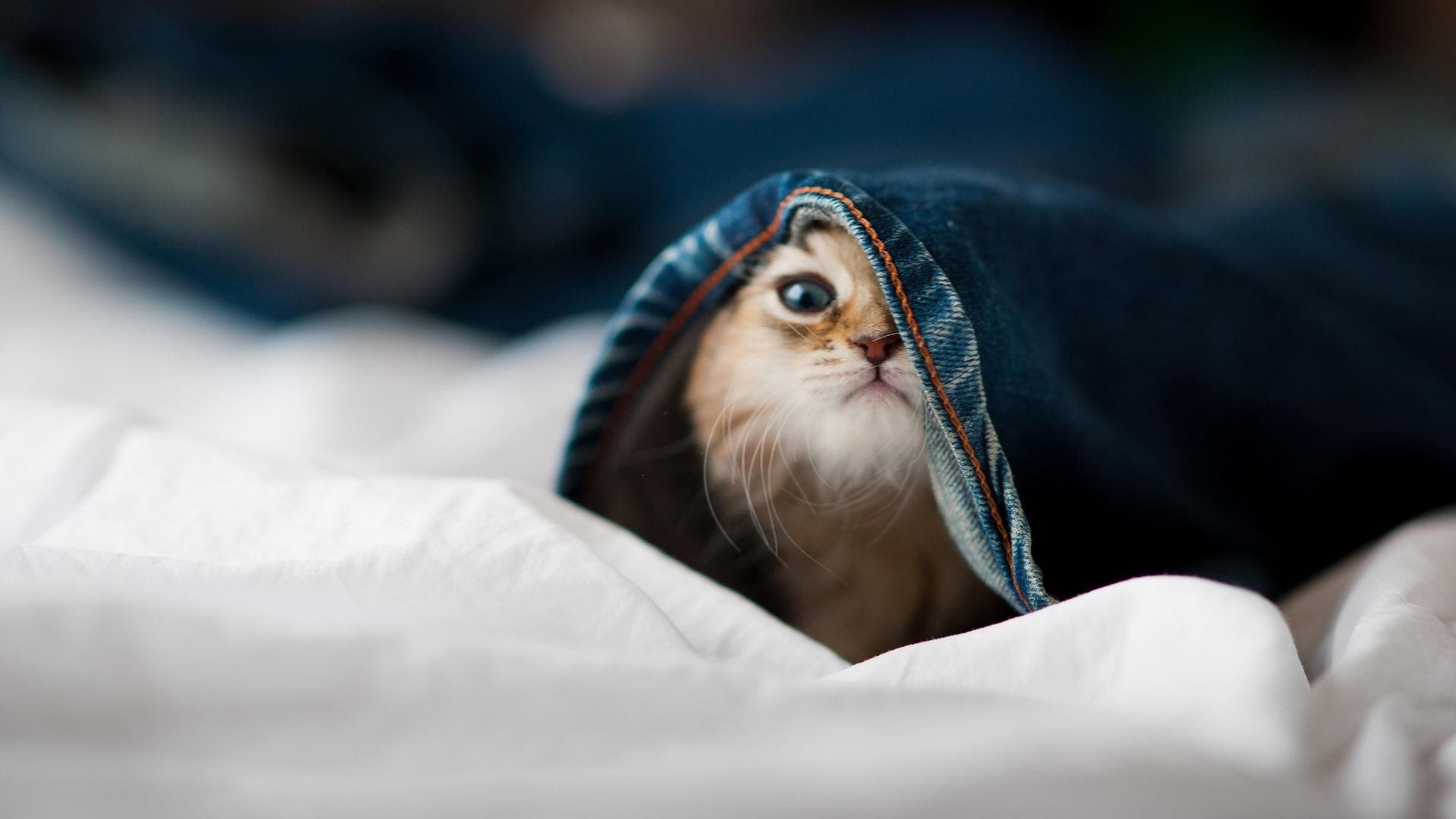 利物浦1-0伯恩茅斯,萨拉赫制胜,利物浦3-0伯恩利