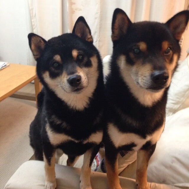 塞尔维亚雄起,瓦迪特敖尔率队进军淘汰,瓦耶特鲁塞尔