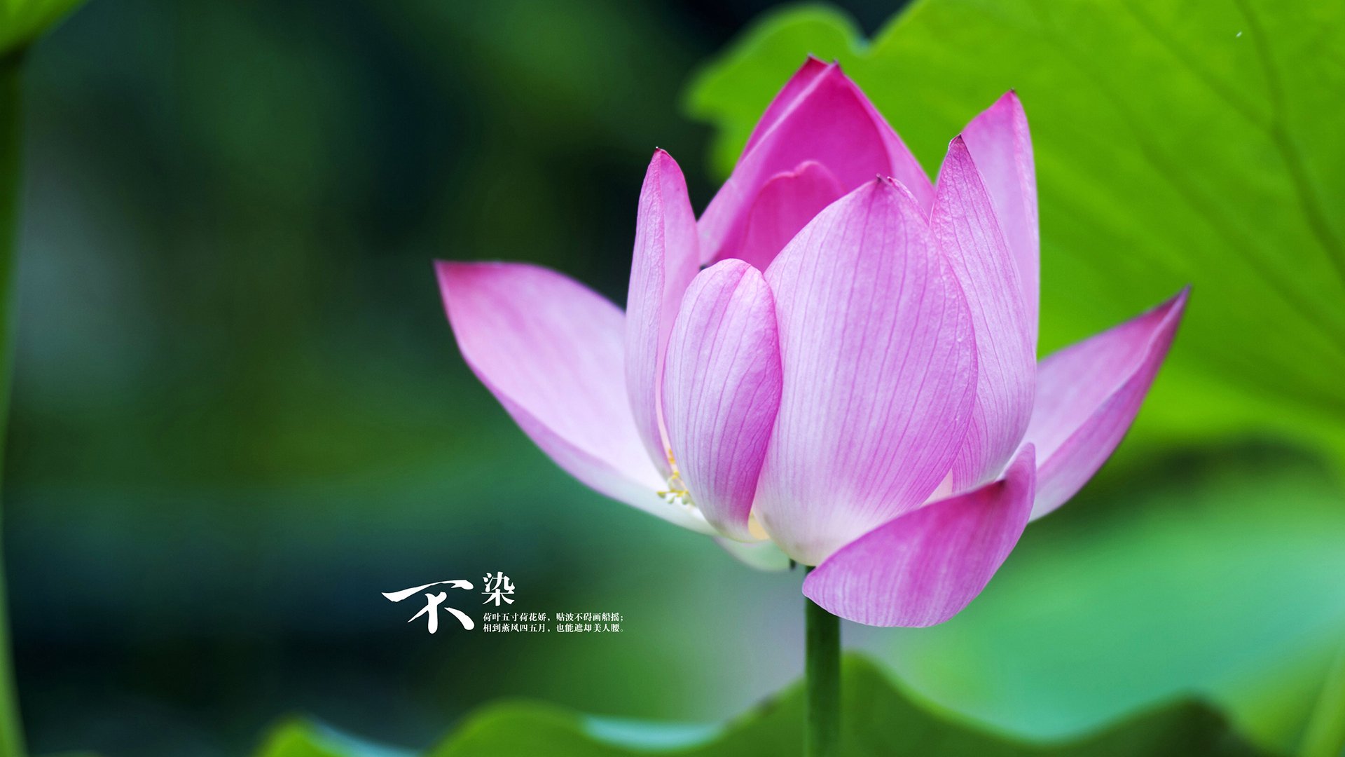 墨西哥队与美国队激战平局,美国和墨西哥比赛