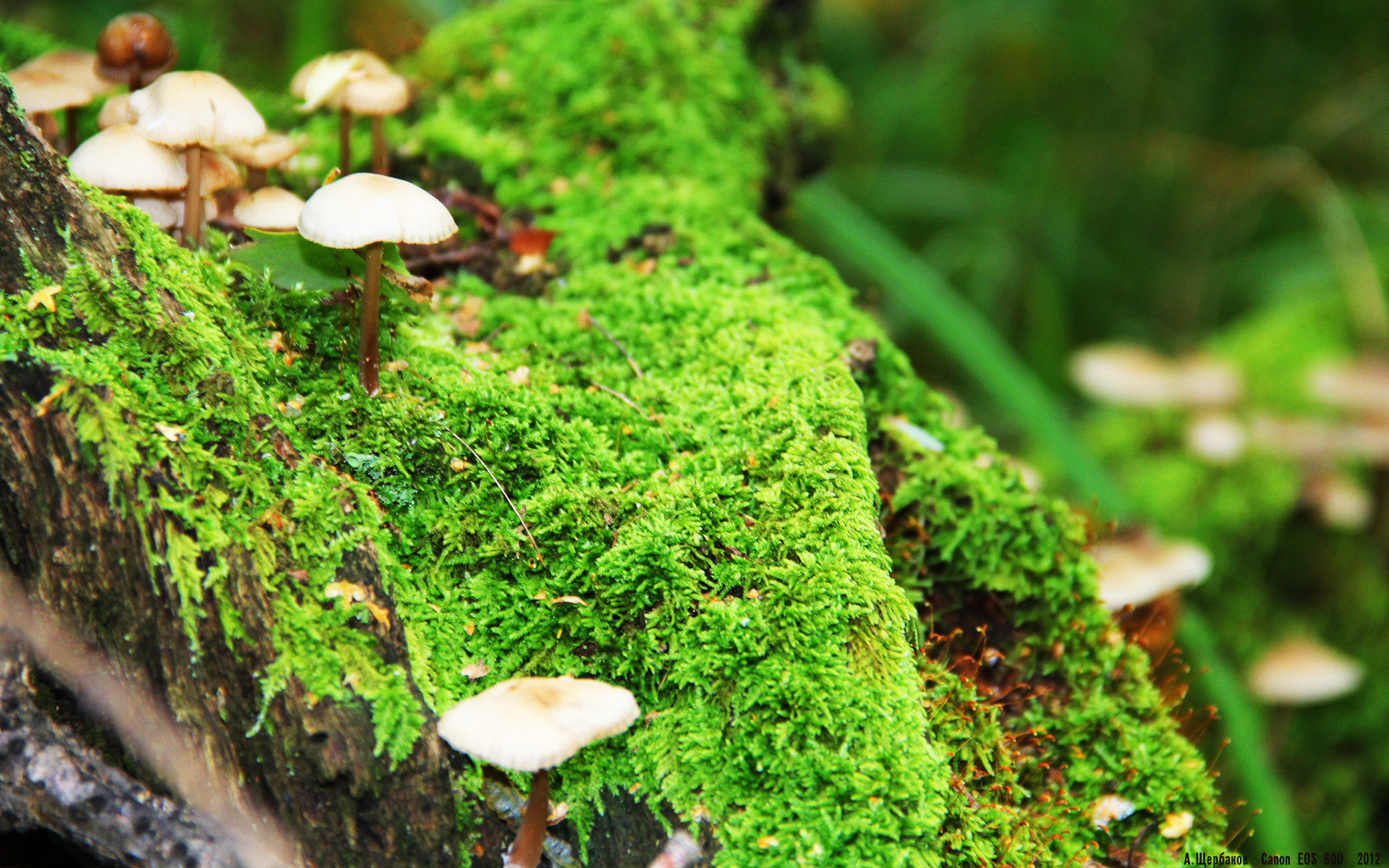 ayx-女足比赛中，中国队员马某助攻得手，中国女足队长马君