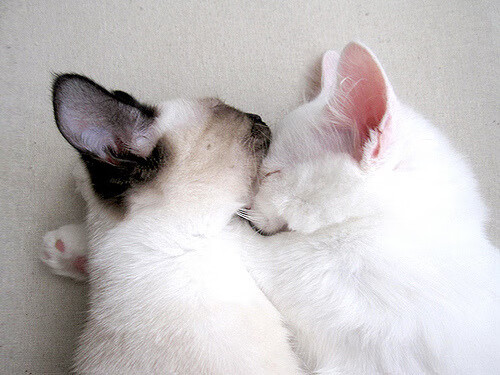 爱游戏中国官网-悉尼国王替补阵容贡献稳定，悉尼国王vs坎斯大班