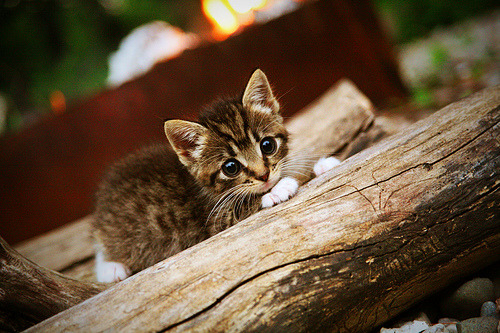意甲赛场上出现了一次技惊四座的进球,意甲进球集锦