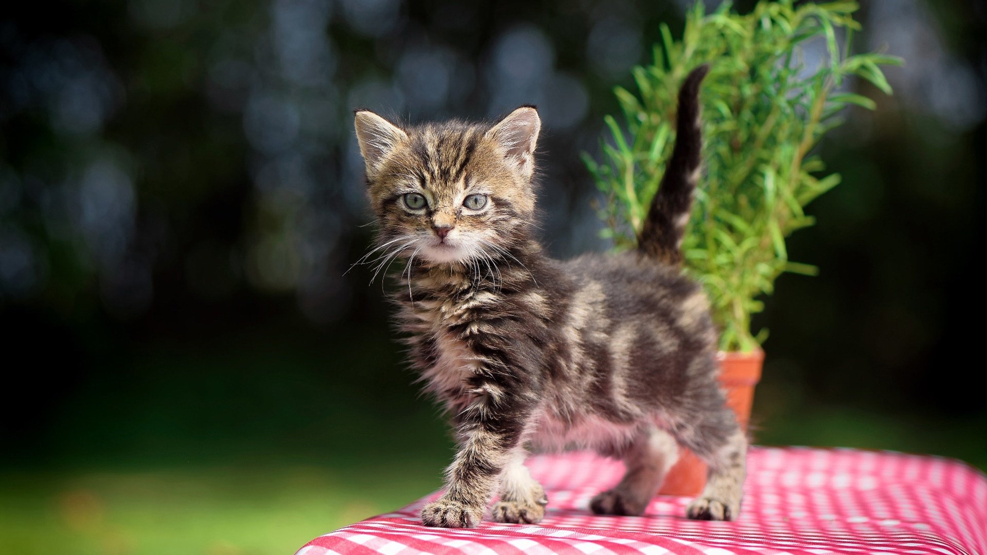 爱游戏官网首页-捷克迎战克罗地亚：胜者所属谁？，捷克和克罗地亚专家预测