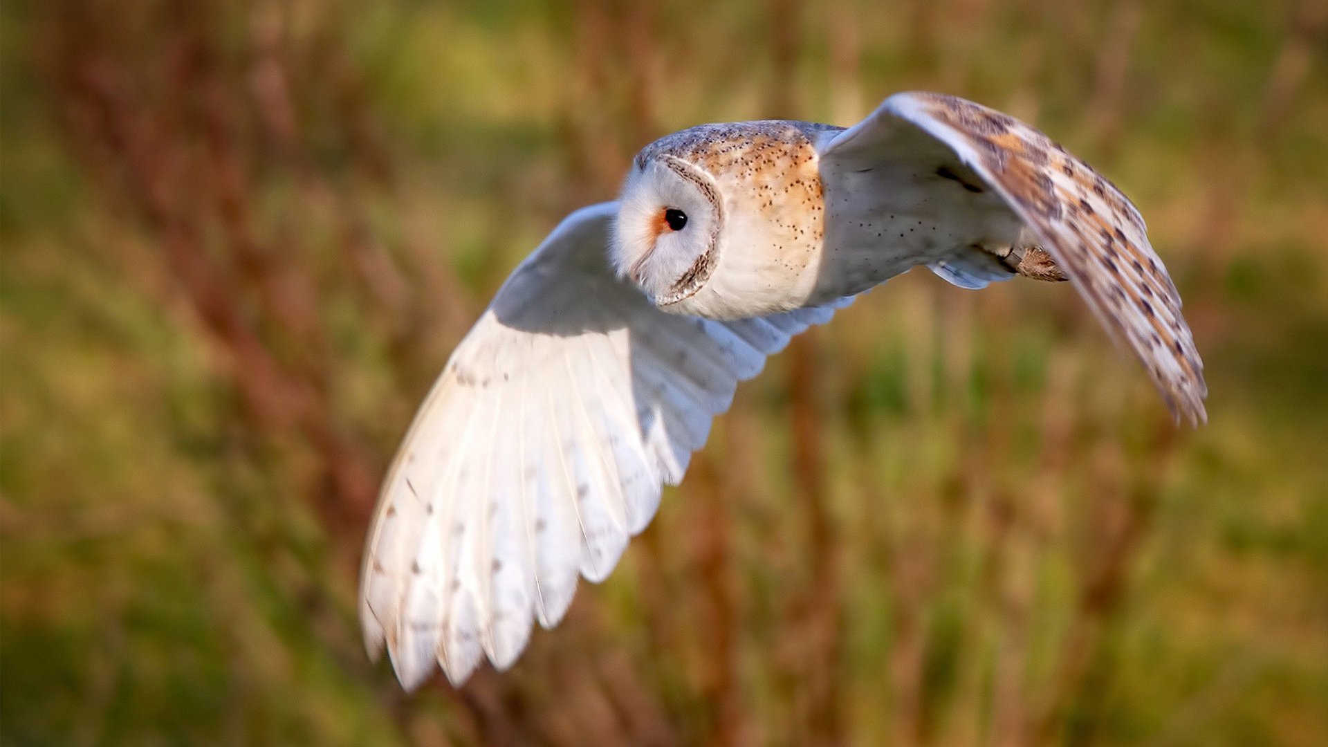 捷克迎战克罗地亚:胜者所属谁?,捷克和克罗地亚专家预测