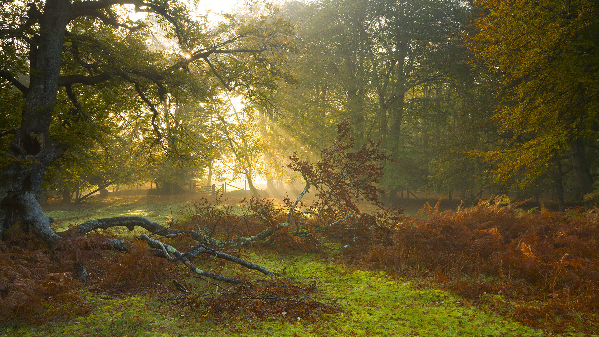 AYX爱游戏中国-莱斯特城主帅布伦丹·罗杰斯：目标稳固英超地位，布伦特福德vs莱斯特城比分预测