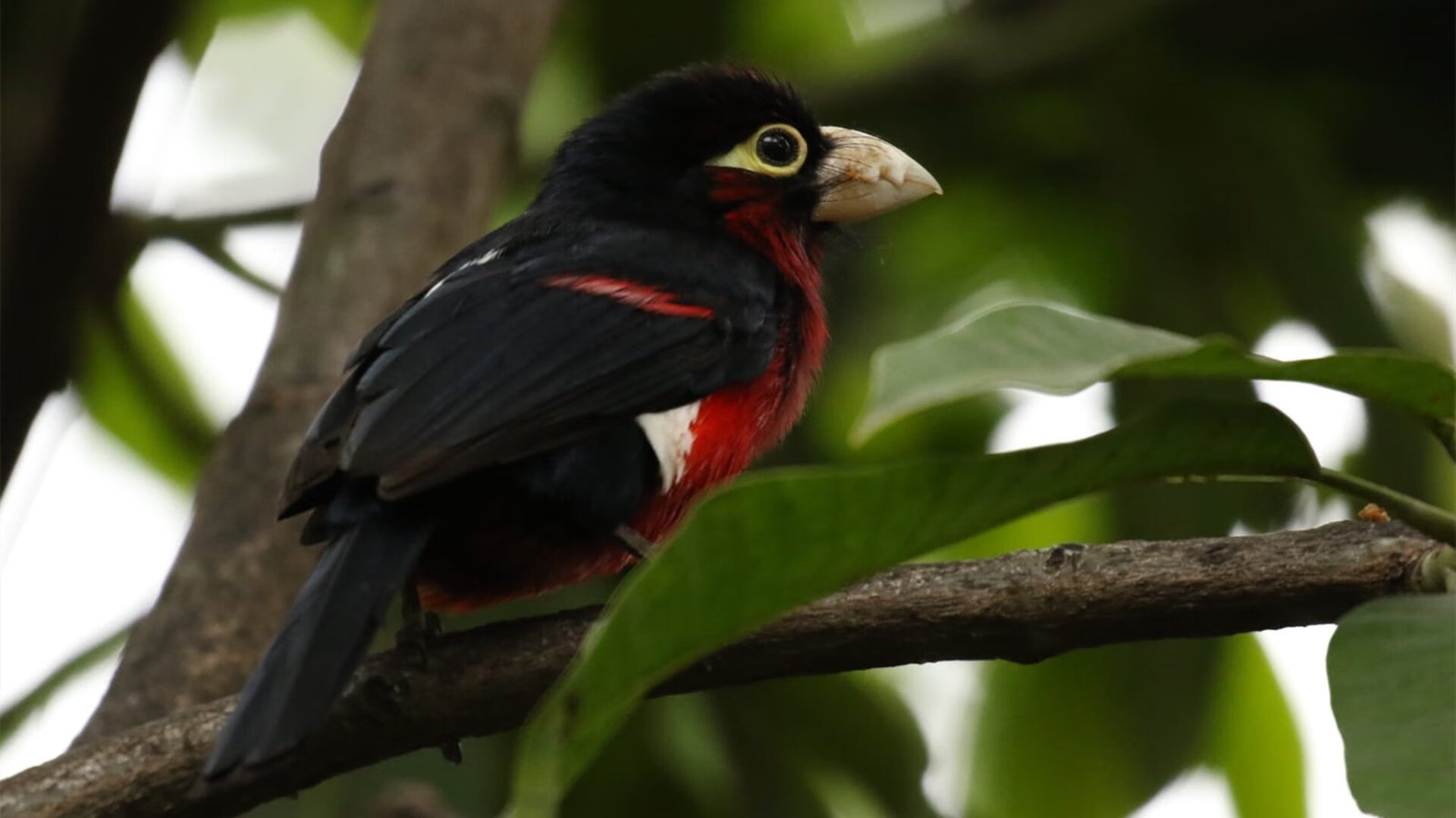 阿尔阿赫利球队精神面貌焕然一新,艾尔阿赫利