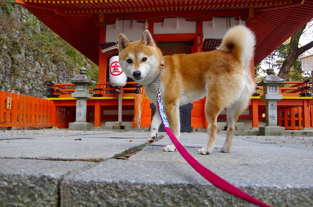 世界越野滑雪大奖赛中国初登领奖台,越野滑雪世锦赛