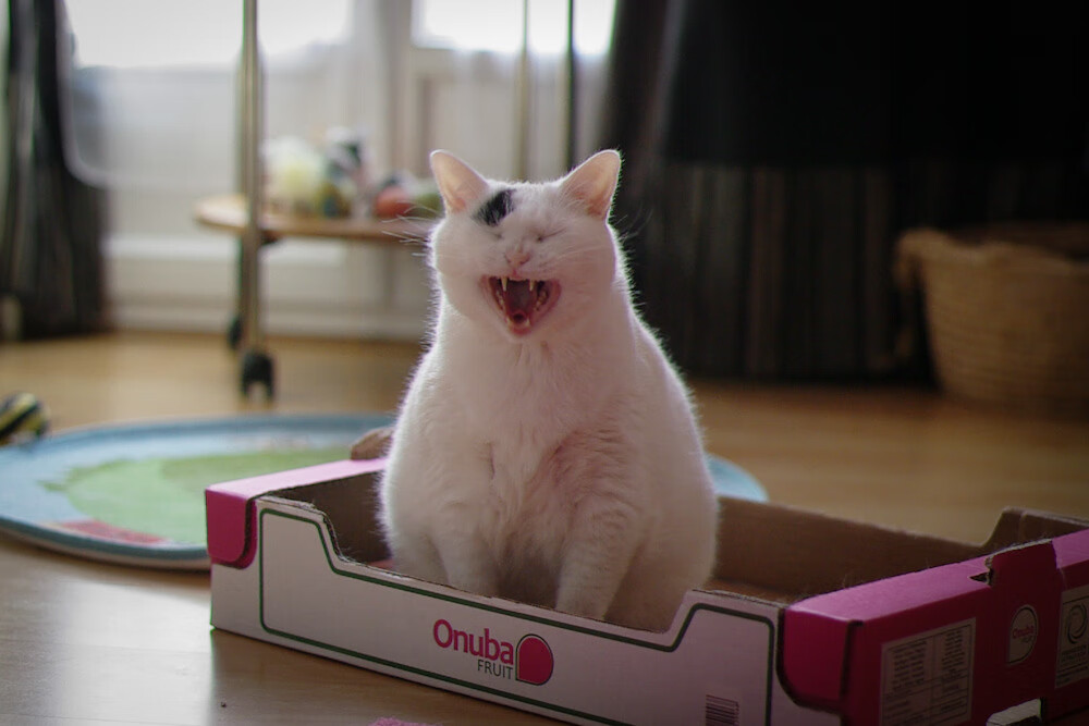 世界青少年马拉松在厦门盛大举行,世界青少年马拉松在厦门盛大举行吗