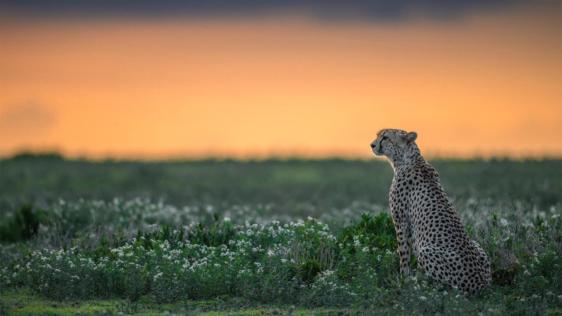 中国篮球职业联赛裁判员执法能力提升路径,中国篮协裁判员管理条例暨实施细则