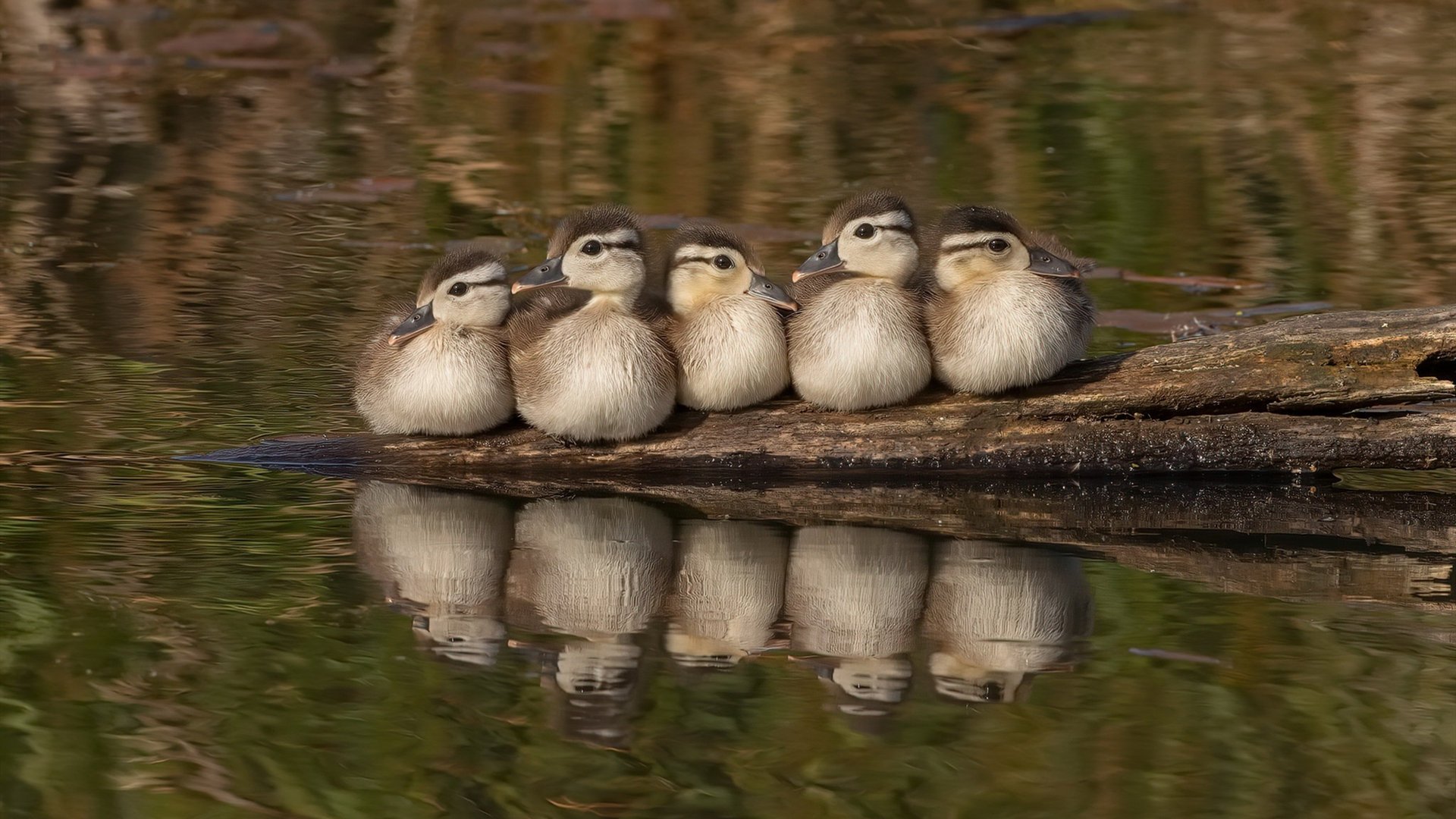 全国垒球赛决赛广东队实现逆转,垒球锦标赛