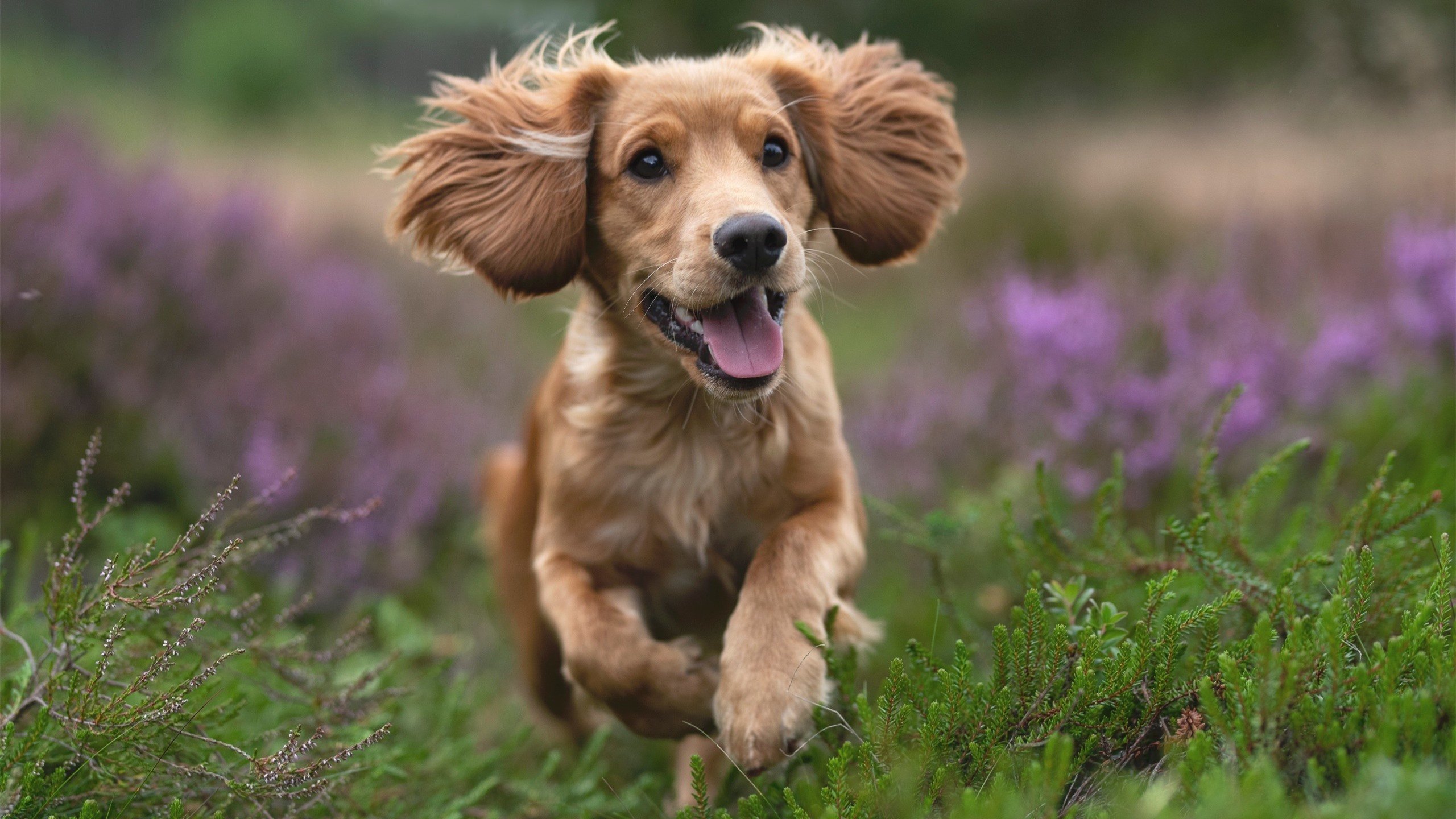 青少年体育人才选拔标准制定,青少年体育事业